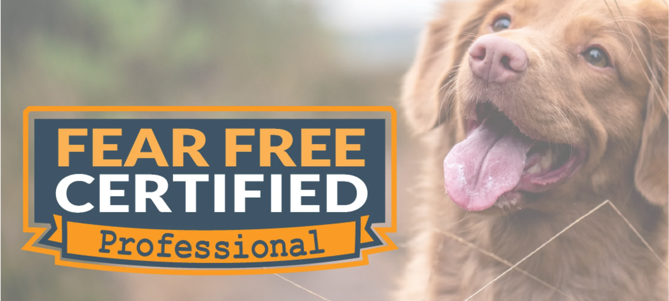 Fear Free Arlington South Veterinary Hospital fear-free-arlington-south-veterinary-hospital